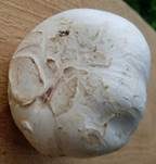 Stadtchampignon, Foto 16
