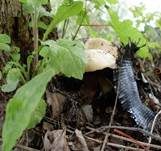 Stadtchampignon, Foto 17