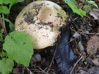 Stadtchampignon, Foto 18