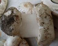 Stadtchampignon, Foto 19