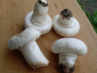 Stadtchampignon, Foto 4