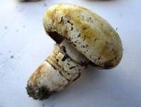 Stadtchampignon, Foto 22