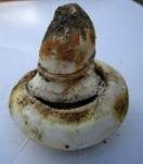 Stadtchampignon, Foto 23