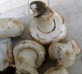 Stadtchampignon, Foto 24