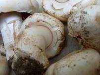 Stadtchampignon, Foto 25