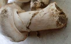 Stadtchampignon, Foto 26