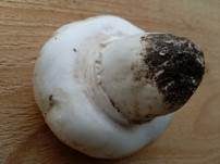 Stadtchampignon, Foto 27