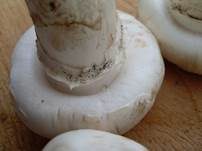 Stadtchampignon, Foto 28