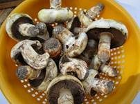 Stadtchampignon, Foto 29