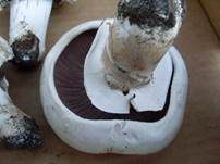 Stadtchampignon, Foto 31