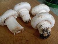 Stadtchampignon, Foto 35