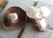 Stadtchampignon, Foto 36