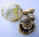 Stadtchampignon, Foto 37