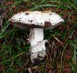 Stadtchampignon, Foto 38