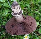 Stadtchampignon, Foto 39