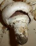 Stadtchampignon, Foto 42