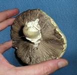 Stadtchampignon, Foto 43