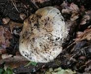 Stadtchampignon, Foto 45
