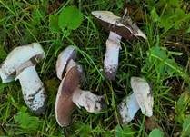 Stadtchampignon, Foto 48