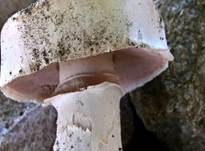Stadtchampignon, Foto 49