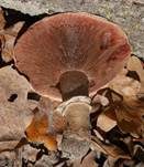 Stadtchampignon, Foto 50