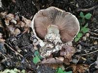 Stadtchampignon, Foto 51