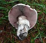 Stadtchampignon, Foto 7