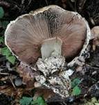 Stadtchampignon, Foto 52