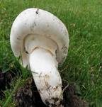 Stadtchampignon, Foto 53