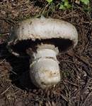 Stadtchampignon, Foto 56