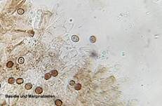 Stadtchampignon, Foto 61