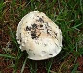Stadtchampignon, Foto 8