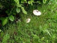 Stadtchampignon, Foto 11