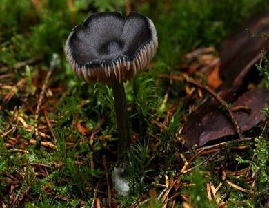 Stahlblauer Rötling, Foto 3