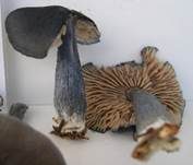Stahlblauer Rötling, Foto 21