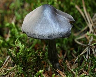 Stahlblauer Rötling, Foto 4
