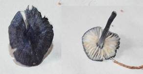 Stahlblauer Rötling, Foto 24