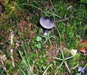 Stahlblauer Rötling, Foto 27