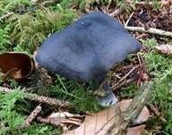 Stahlblauer Rötling, Foto 30