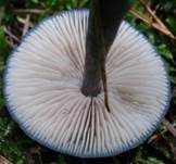 Stahlblauer Rötling, Foto 32