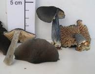Stahlblauer Rötling, Foto 6