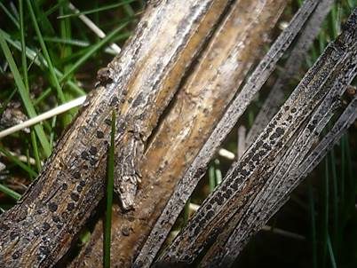 Stängel-Kugelpilz, Foto 2