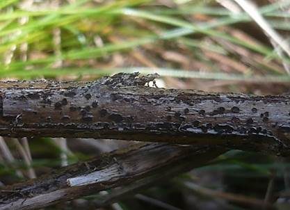 Stängel-Kugelpilz, Foto 4