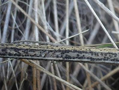 Stängel-Kugelpilz, Foto 5