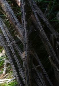 Stängel-Kugelpilz, Foto 6