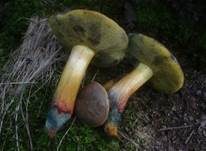 Starkblauender Rotfußröhrling, Foto 7