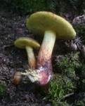 Starkblauender Rotfußröhrling, Foto 10