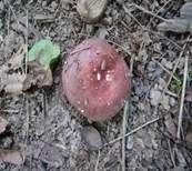 Blutroter Ledertäubling, Foto 12