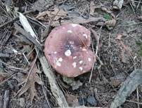 Blutroter Ledertäubling, Foto 10