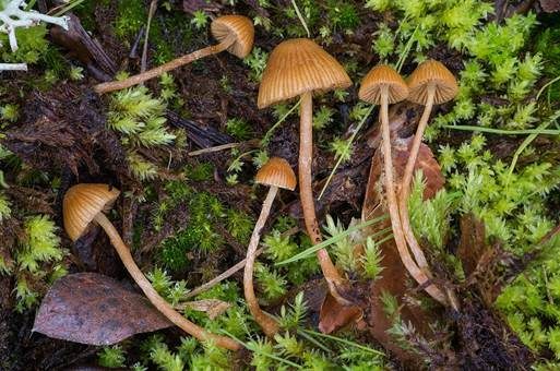 Starkgeriefter Häubling, Foto 2